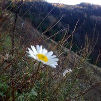 Novembrové margaréty