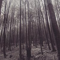 Taylor Swift folklore