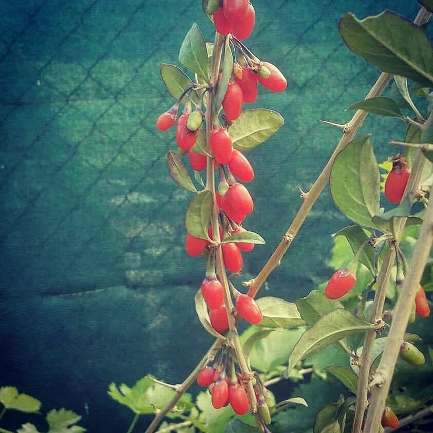 GOJI