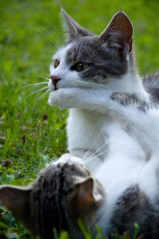 Obrázok bez popisu č.1028032