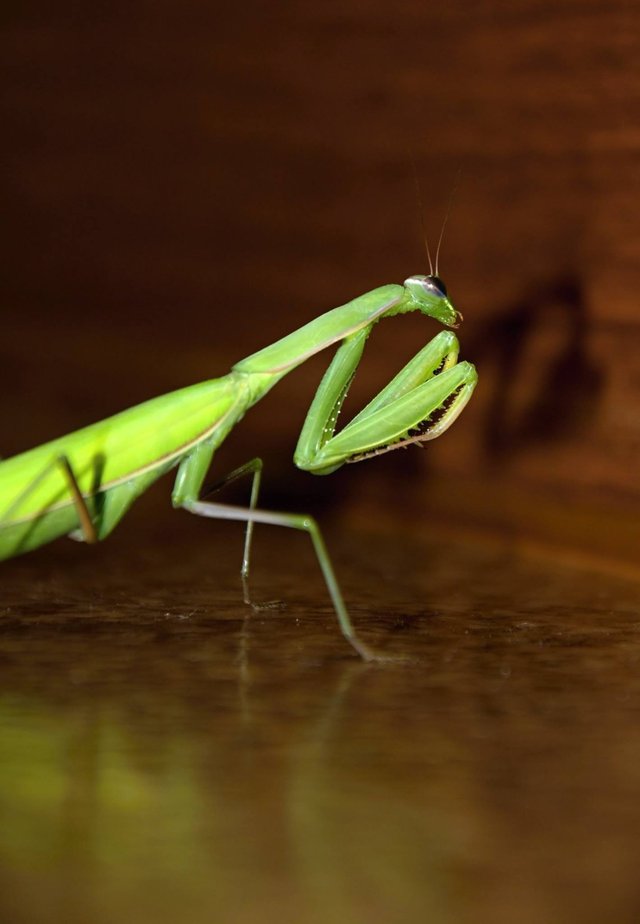 Obrázok bez popisu č.1028035