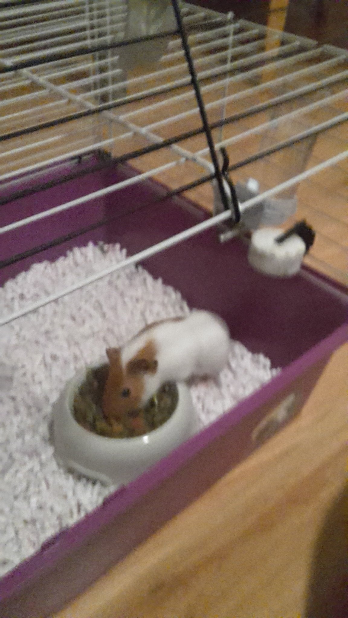 Máme nového člena rodiny :)