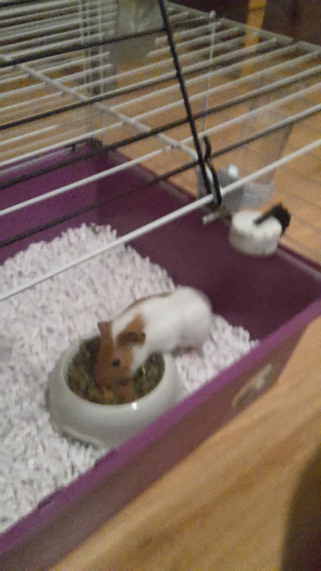 Máme nového člena rodiny :)