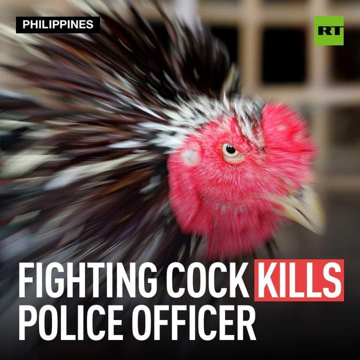 dont fuck with cock 