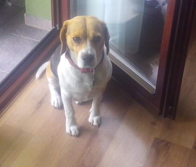 Rest in peace my beloved friend 18.5.2009-17.3.2018 
