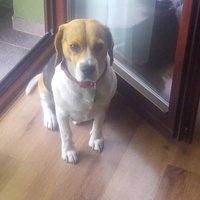 Rest in peace my beloved friend 18.5.2009-17.3.2018 
