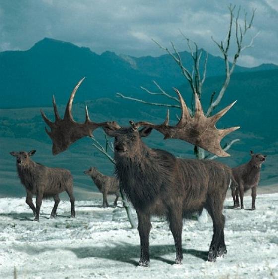 Megaloceros giganteus.  Dorastal do zhruba 2 metrovej vysky a dlzky tela okolo 3 metrov, jeho parozie dosahovalo rozpätie az 3,7 metra