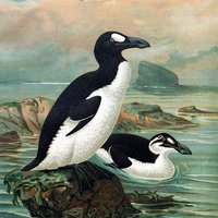 Pinguinus impennis. V roku 1860 ho vyhubil clovek