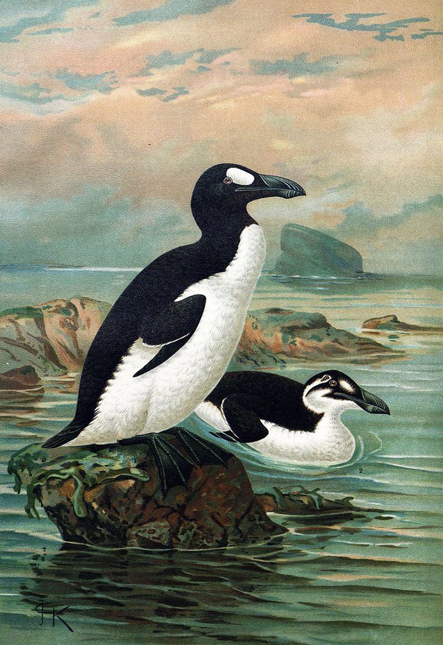 Pinguinus impennis. V roku 1860 ho vyhubil clovek