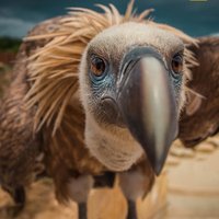 Ukážka z obrázkov v albume Top: Najlepšie fotografie National Geographic