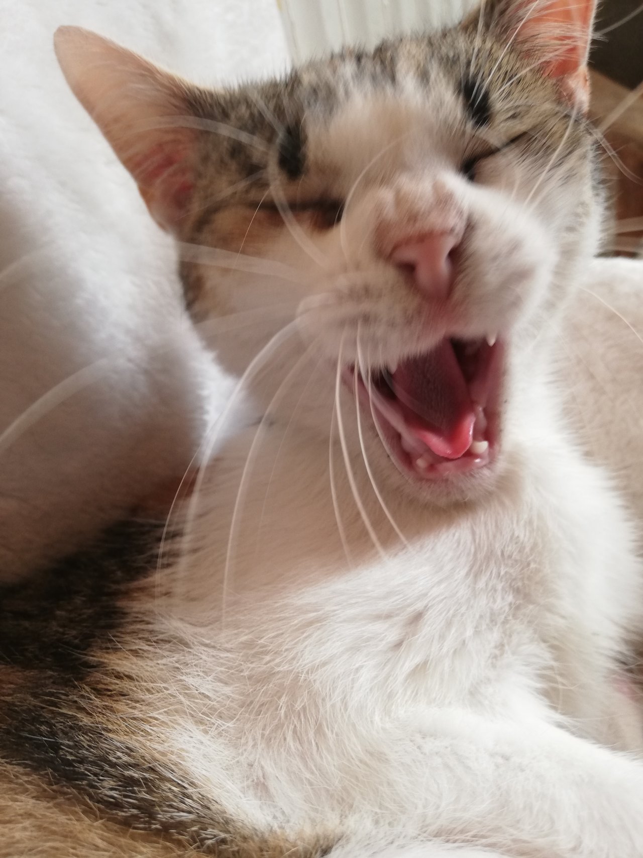 Aaaaaaaaaaaa