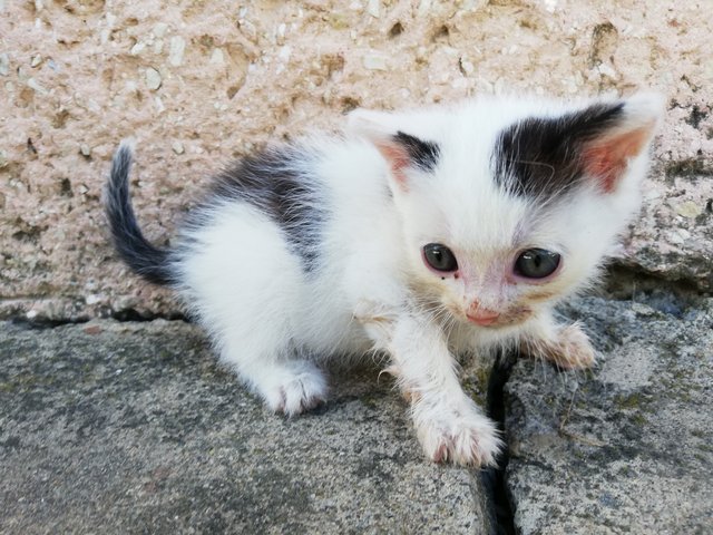 Mňau