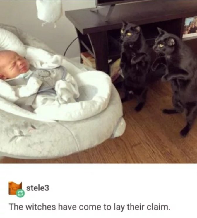 meow meow 