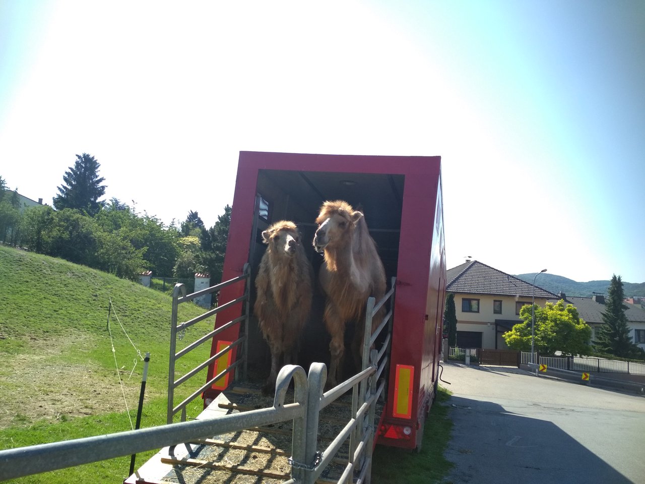 bicykloval som cez Austriu a majú v Hainburgu cirkus s ťavami