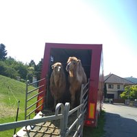 bicykloval som cez Austriu a majú v Hainburgu cirkus s ťavami