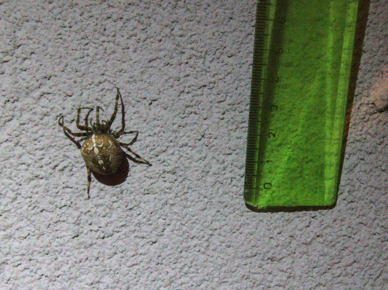 arachnológovia Birdzu, čo mi to lezie bytovke?