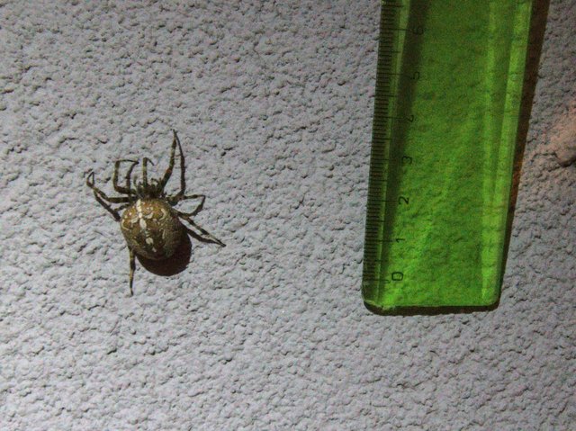 arachnológovia Birdzu, čo mi to lezie bytovke?