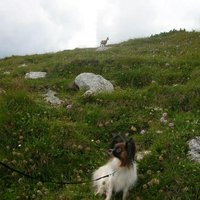 Belianske Tatry - Fany s kamzíkom