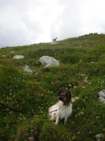 Belianske Tatry - Fany s kamzíkom