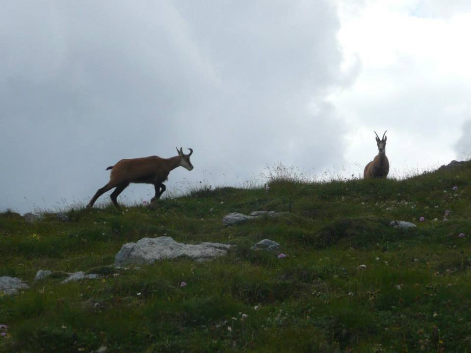 Belianske Tatry - kamzíky