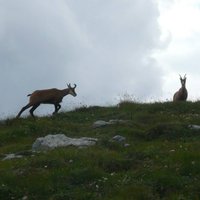 Belianske Tatry - kamzíky