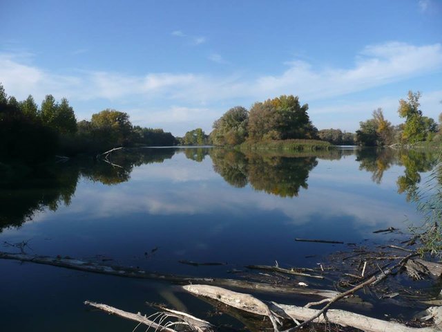 Dunajské luhy - Bodícke ramená