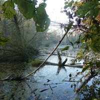 Dunajské luhy - Bodícke ramená