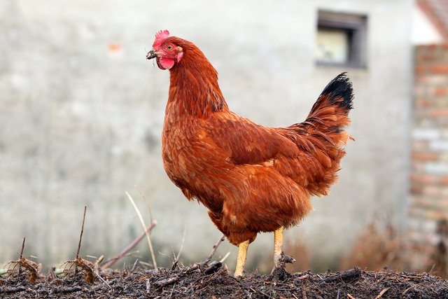 A je to tu... tým to sa oficiálne vzdávam birdzu.. 