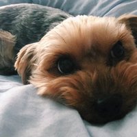 Moja psia laska :)