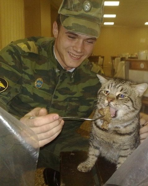 рип котенок :(
