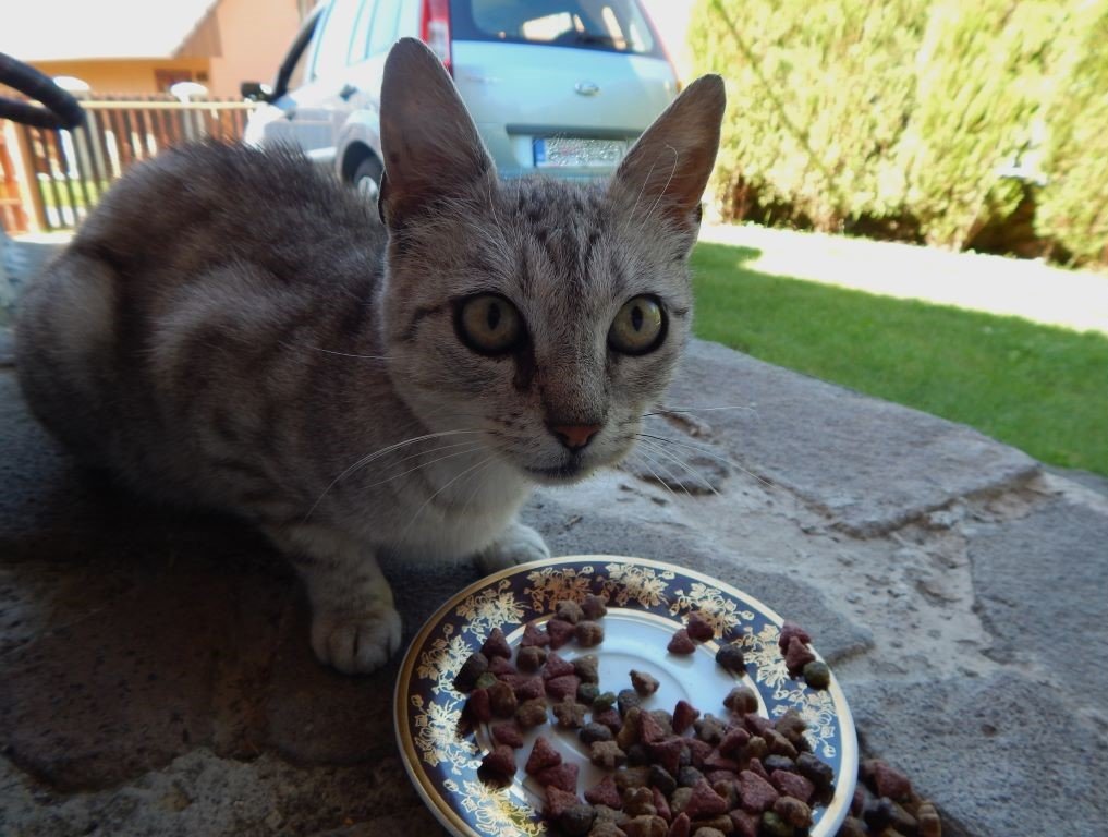 dnes sa k nám zatúlala nová mačička, Lucia mala zas Vianoce 