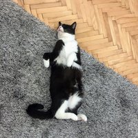 Frajerova mačka cvičí jogu :D