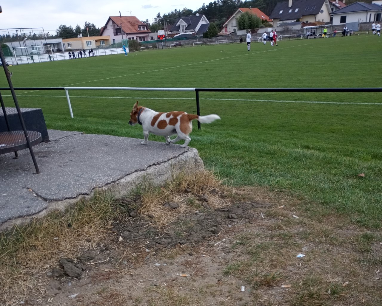 Futbalový fanúšik havo behal po tribúne a aj sa prišiel dať pohladkať☺️