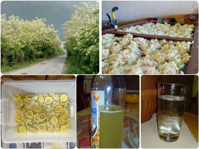 Domáci bazový sirup :)