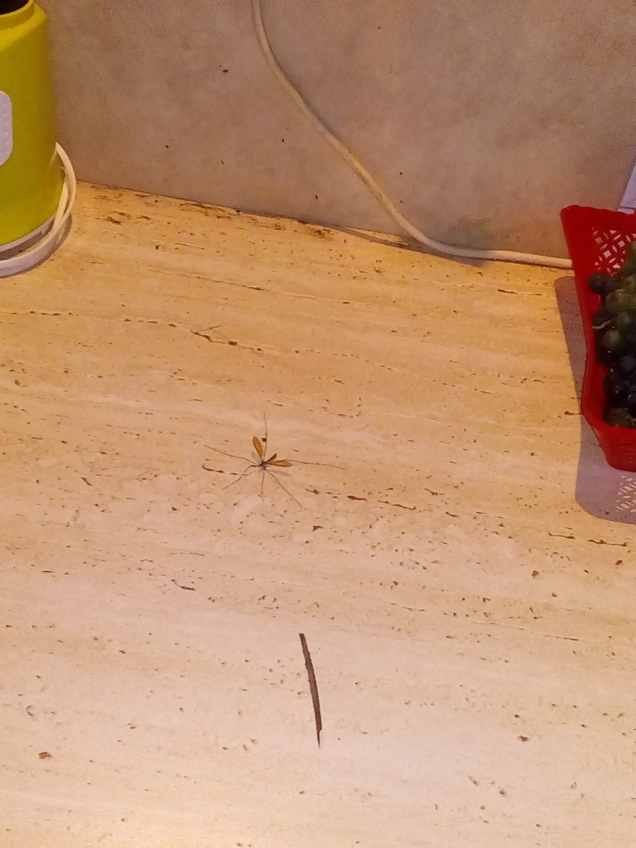 Fu asi najväčší komár akého som kedy videl bojím sa ísť ešte von :-/