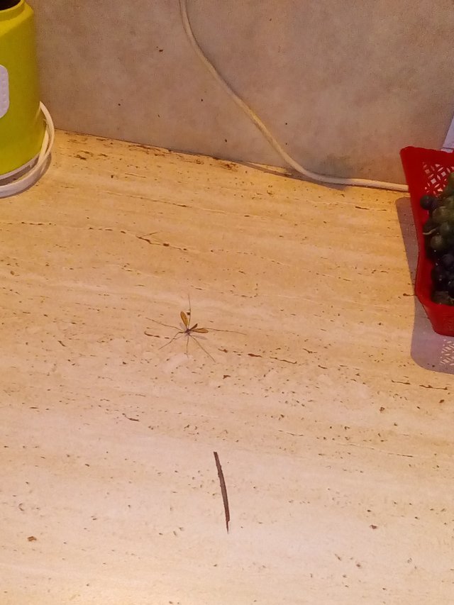 Fu asi najväčší komár akého som kedy videl bojím sa ísť ešte von :-/