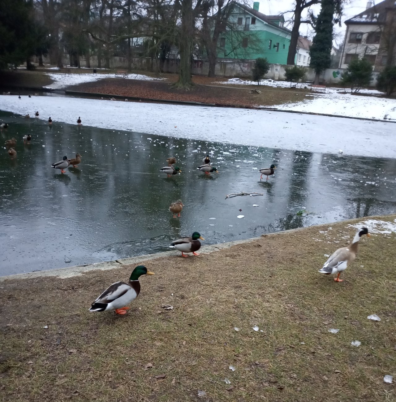 Kač  Kač Kač kačena nasypem ti zeleného jačmeňa :D