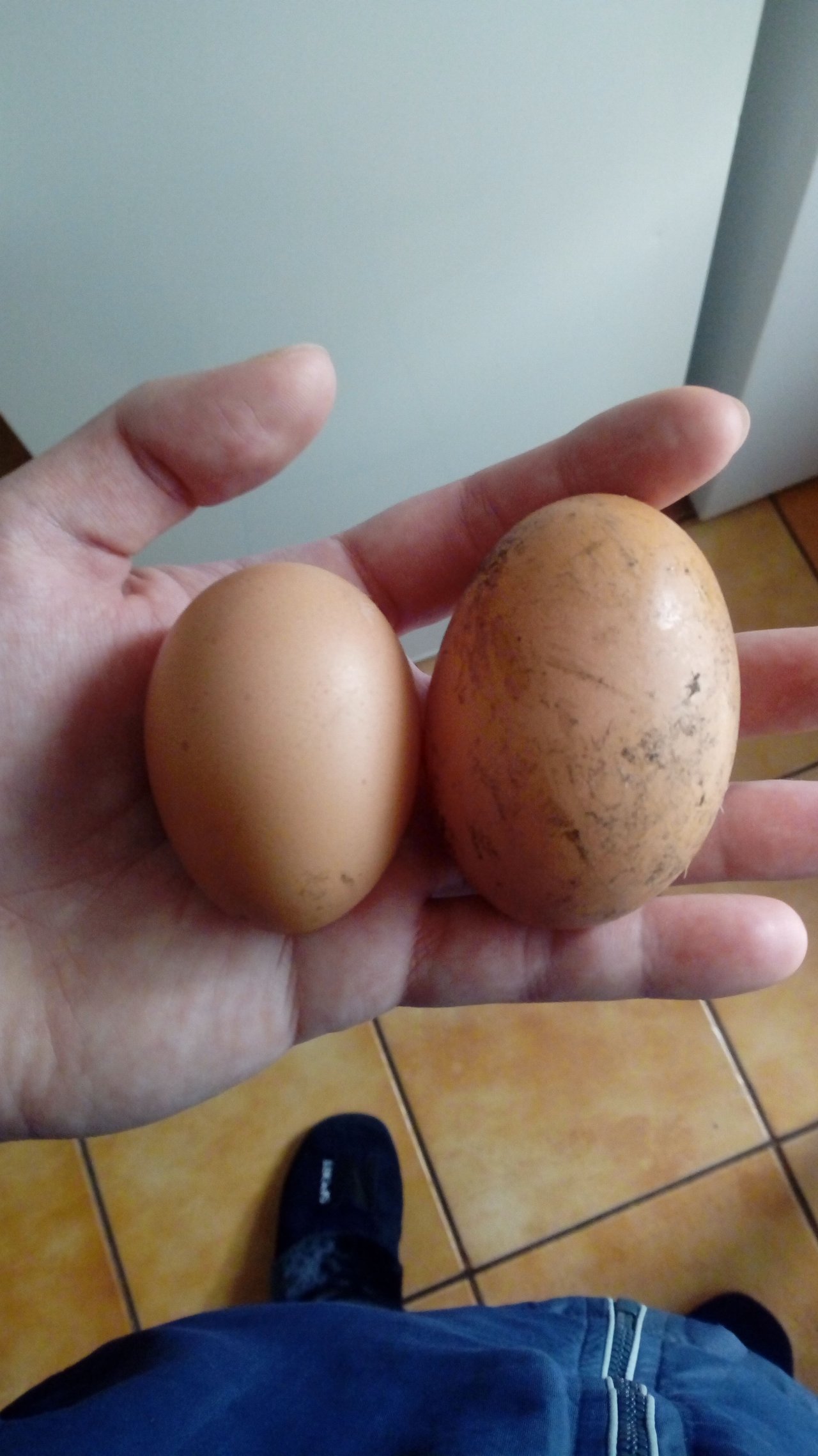 Birdz hen kukni sa mega vajco zniesli slepky :O