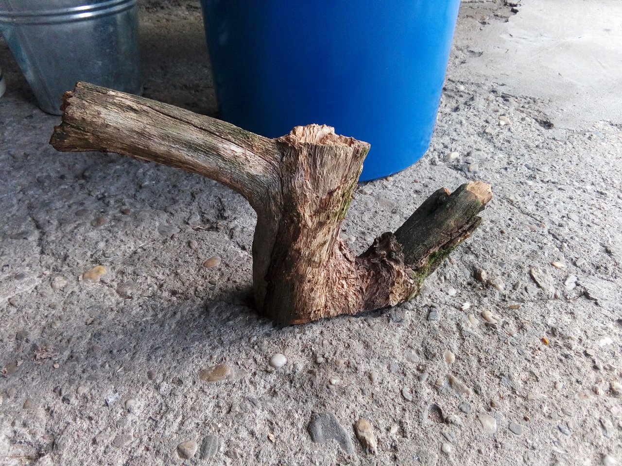Ha kačica :D kač kač kač kačéná nasypem ti zeleného jačmeňa ;D