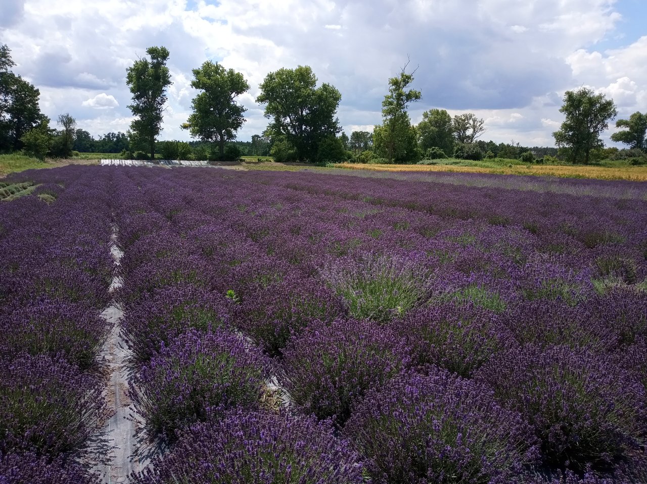 Levandula 