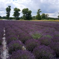 Levandula 