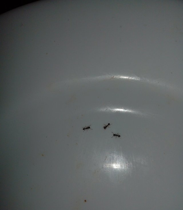Mravci chodia !!!