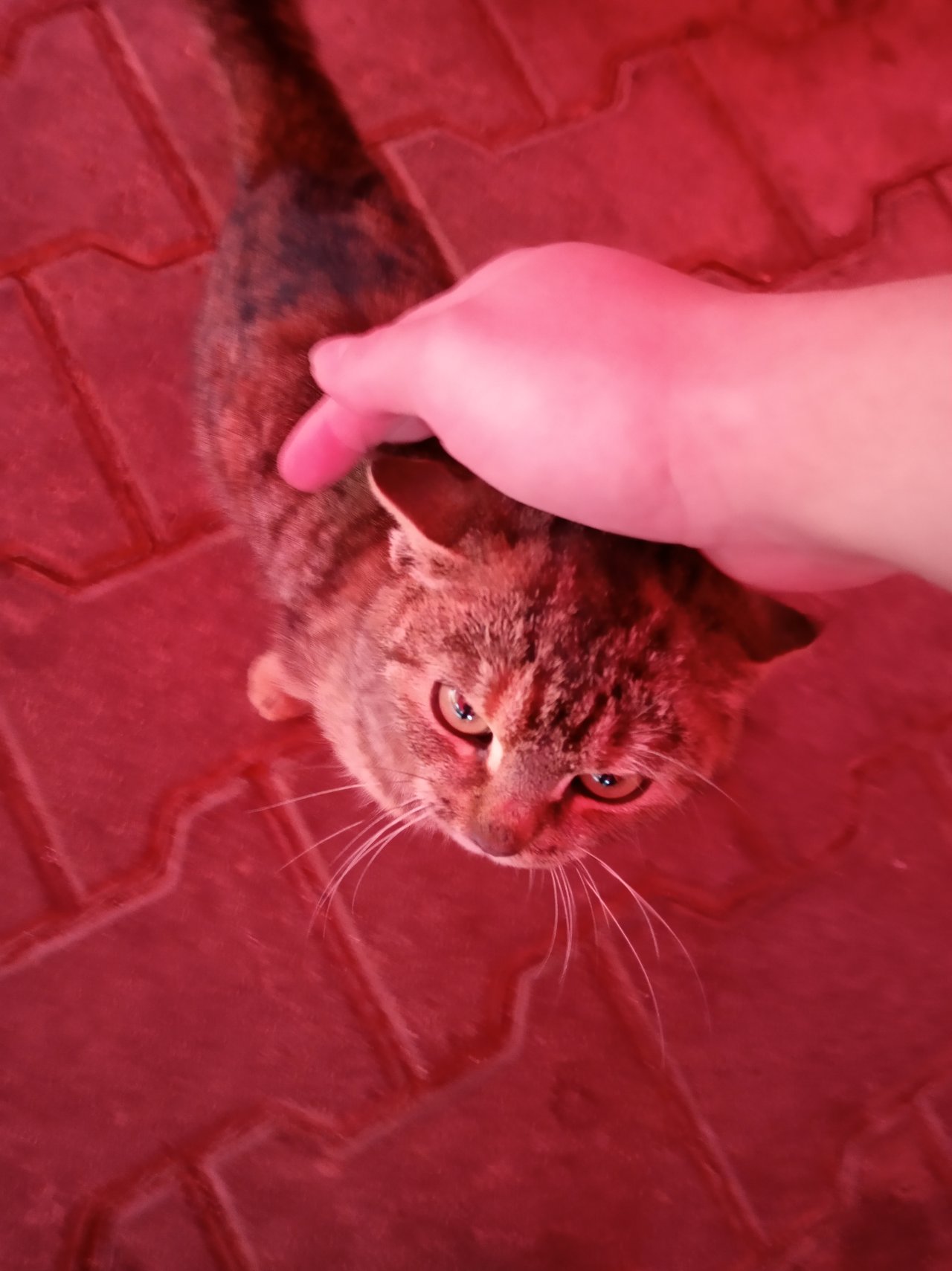 Šenková kočka :)