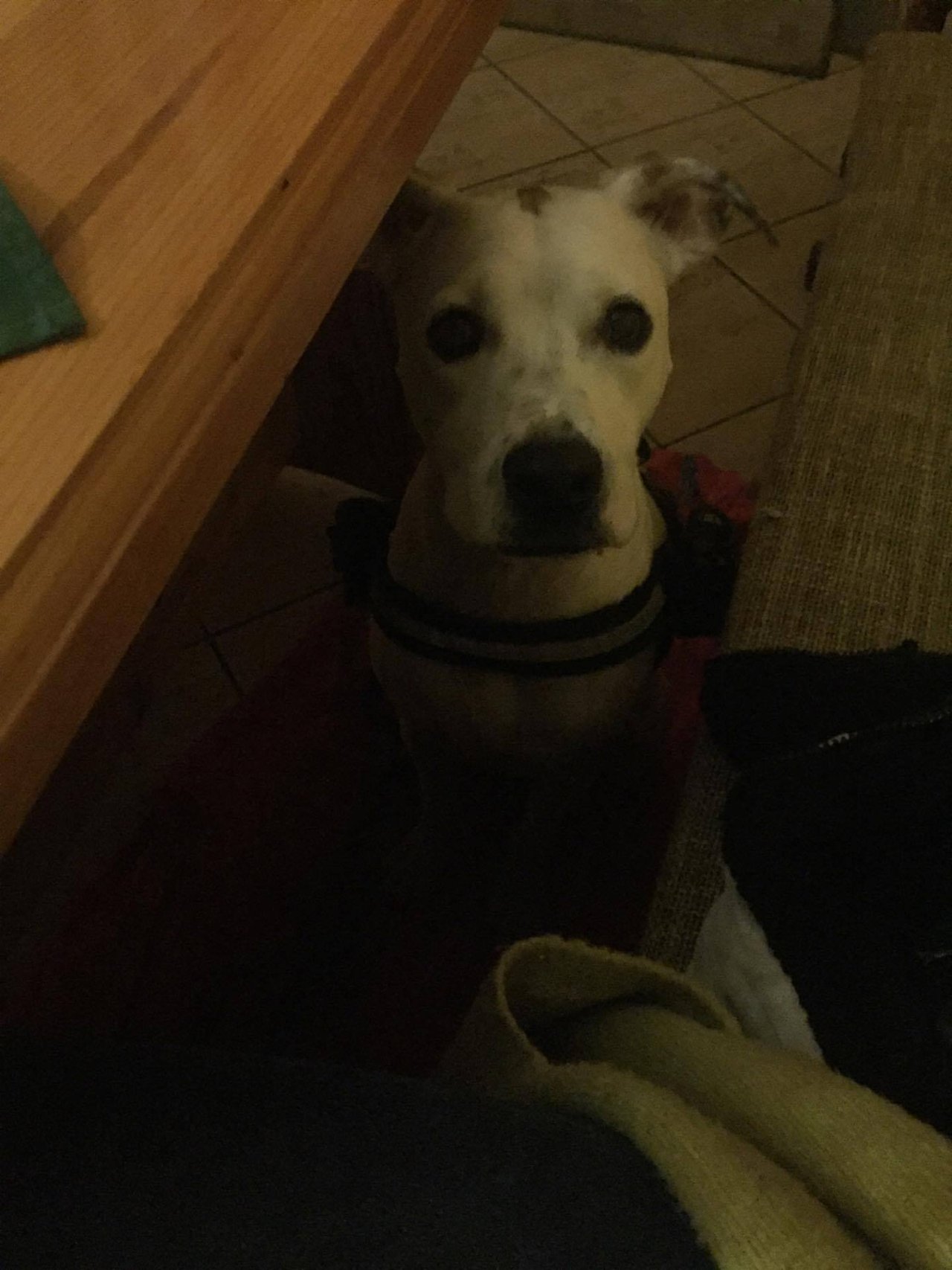 dobrý deň môže sem ísť psík? 
..ako veľký?
nie mocc... kríženec jacka russela.. 
holka odchádza prišiel majiteľ... jack russel? ok .. nie nie je to jack russel vlastne ale nie je moc veľký... :D :D