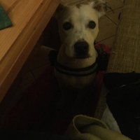 dobrý deň môže sem ísť psík? 
..ako veľký?
nie mocc... kríženec jacka russela.. 
holka odchádza prišiel majiteľ... jack russel? ok .. nie nie je to jack russel vlastne ale nie je moc veľký... :D :D