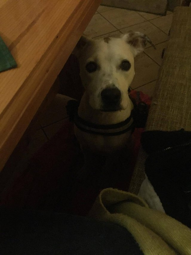 dobrý deň môže sem ísť psík? 
..ako veľký?
nie mocc... kríženec jacka russela.. 
holka odchádza prišiel majiteľ... jack russel? ok .. nie nie je to jack russel vlastne ale nie je moc veľký... :D :D
