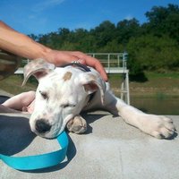 zlaticko unavene