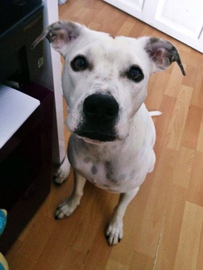 pamatam si ako som s nim bola prvy raz na cvicaku ked bol malinky a ludia ze jeejjjj aky krasny jack russel :D 
