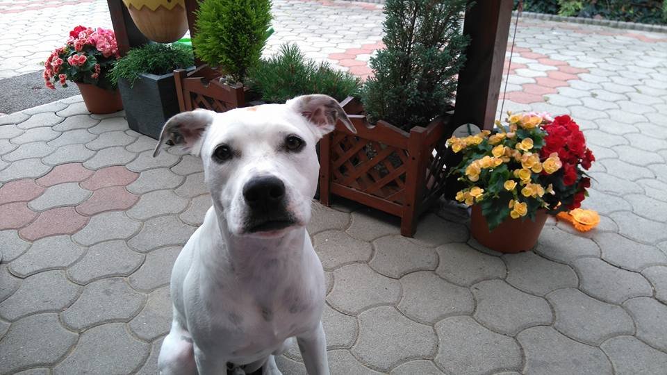 pupček
