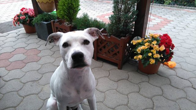 pupček
